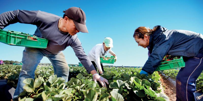 Erntehelfer bei Fruitpicking